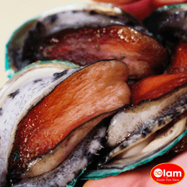 Abalone Bào Ngư Vân Hổ / Whole Frozen Yumbah Tiger Abalone