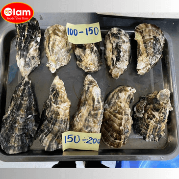 Hàu Nhật Sashimi / Hyogo Oysters (Sashimi-Grade)