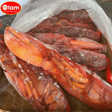 Tôm hùm Canada tươi đông lạnh / FZ CANADA WHOLE  LOBSTER Homarus Americanus (American Lobster)