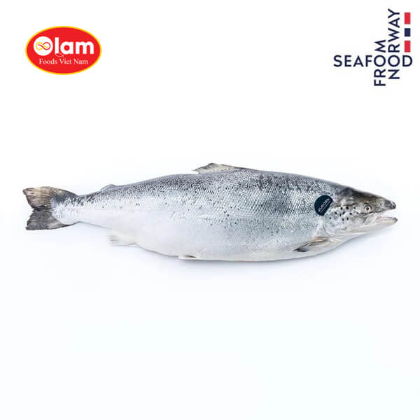 Cá hồi tươi nguyên con / Chilled . Whole Atlantic Salmon