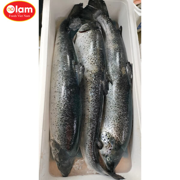 Cá hồi tươi nguyên con / Chilled . Whole Atlantic Salmon