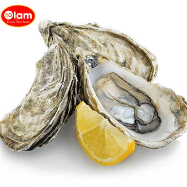 Hàu Nhật Sashimi / Hyogo Oysters (Sashimi-Grade)