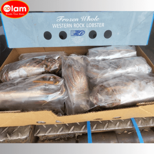 Tôm hùm Úc tươi đông lạnh /  Frozen  Whole Brolos Western Rock Lobster